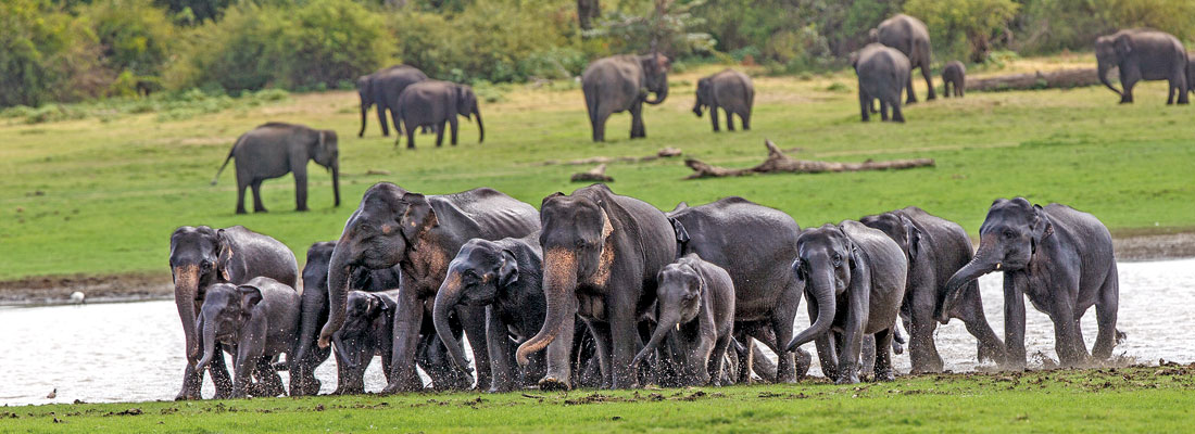Discover 5 Unique Experiences You Can Only Have in Sri Lanka
